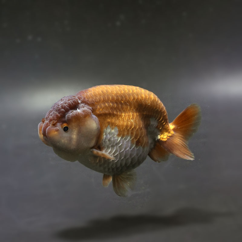 金魚-ランチュウ-デカらん子 金魚王子】メノウらんちゅう 9cm前後 (個体番号：cde994) 金魚