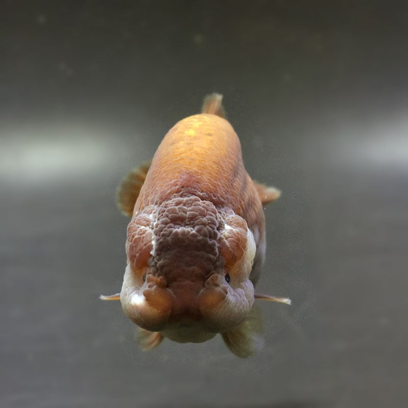 金魚-ランチュウ-デカらん子 金魚王子】メノウらんちゅう 9cm前後 (個体番号：cde994) 金魚