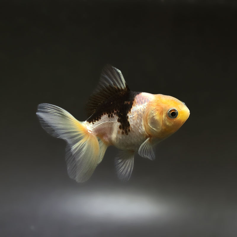 金魚王子】白黒オランダ 6.5±1cm前後 (個体番号：xsw245) 金魚