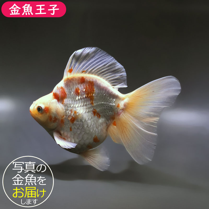 金魚王子】桜ブロードテール琉金 16cm前後 (個体番号：xsw432) 金魚