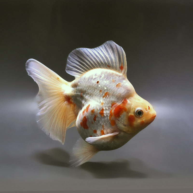 金魚王子】桜ブロードテール琉金 16cm前後 (個体番号：xsw432) 金魚