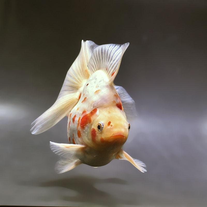 金魚王子】桜ブロードテール琉金 16cm前後 (個体番号：xsw432) 金魚