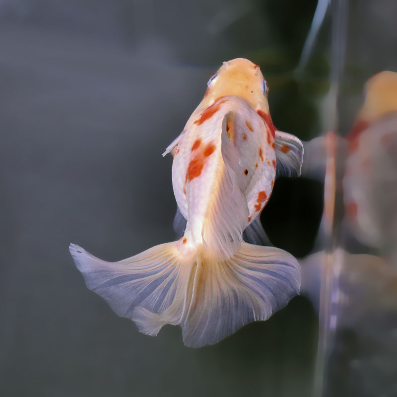 金魚王子】桜ブロードテール琉金 16cm前後 (個体番号：xsw432) 金魚