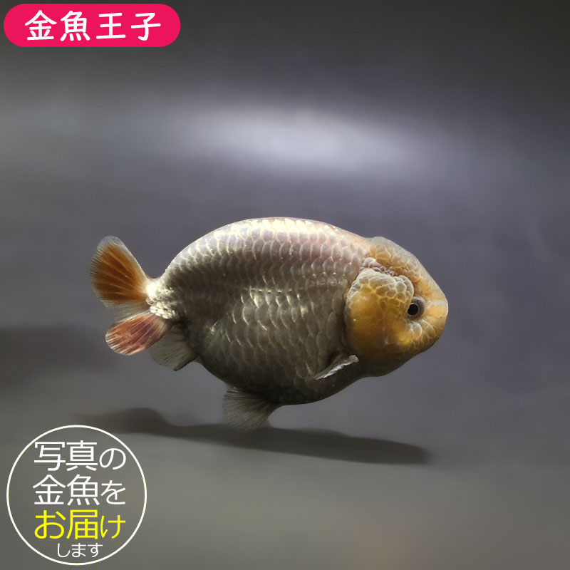 金魚王子】メノウらんちゅう 8±1cm前後 (個体番号：xsw602) 金魚