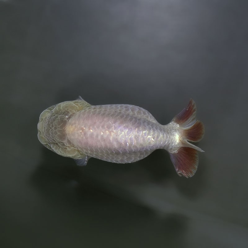 金魚王子】メノウらんちゅう 8±1cm前後 (個体番号：xsw602) 金魚