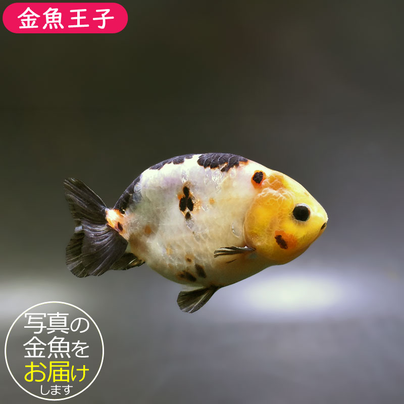 金魚 金魚王子】江戸錦 15.5cm前後 (個体番号：xsw622) 金魚 きんぎょ 生体