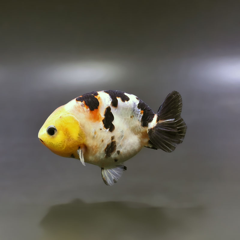 金魚王子】江戸錦 9～9.5cm前後 (個体番号：xsw772) 金魚 きんぎょ