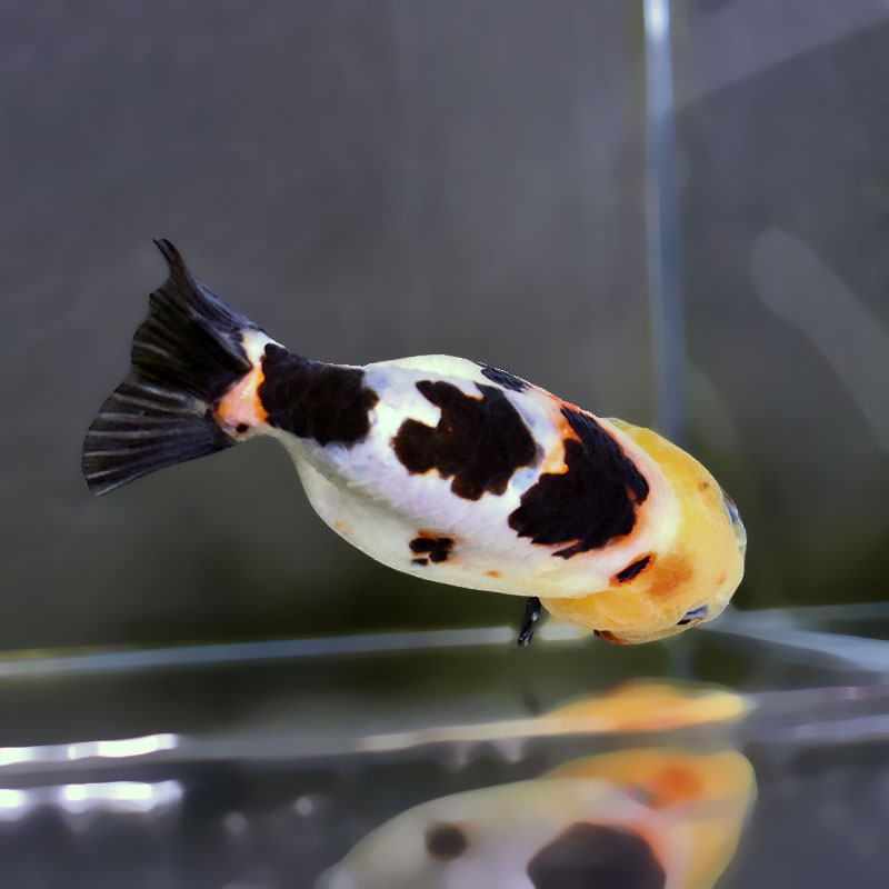 金魚　 金魚王子】桜錦 12cm前後 (個体番号：xsw482) 金魚 きんぎょ 生体