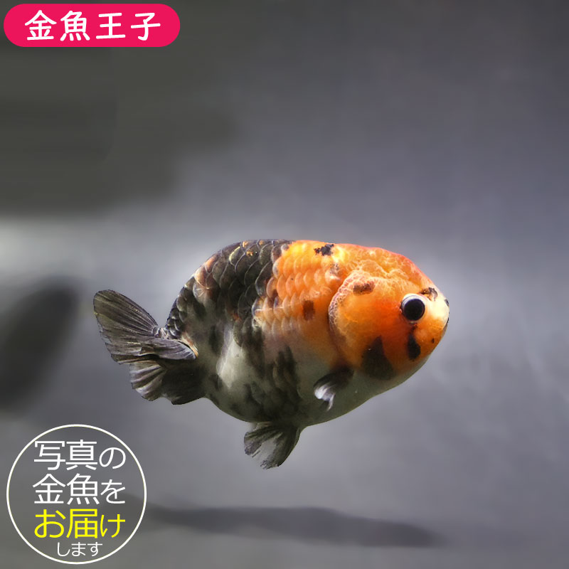 金魚王子】江戸錦 9±1cm前後 (個体番号：xsw936) 金魚 きんぎょ 生体