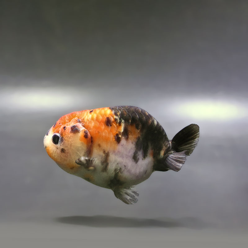 金魚王子】江戸錦 9±1cm前後 (個体番号：xsw936) 金魚 きんぎょ 生体