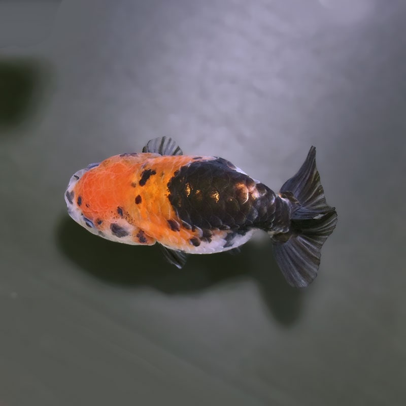 金魚王子】江戸錦 9±1cm前後 (個体番号：xsw936) 金魚 きんぎょ 生体