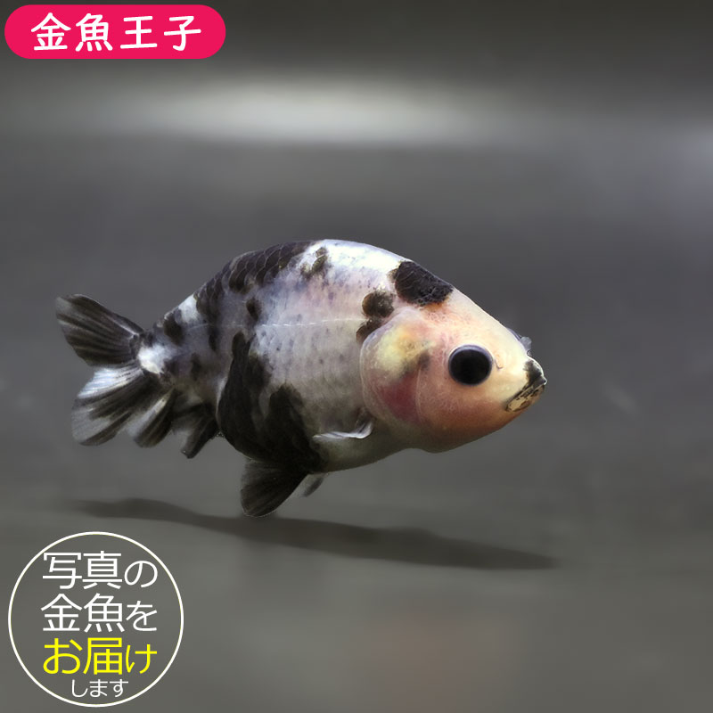 金魚王子】絣り柄江戸錦 7±1cm前後 (個体番号：zaq729) 金魚 きんぎょ