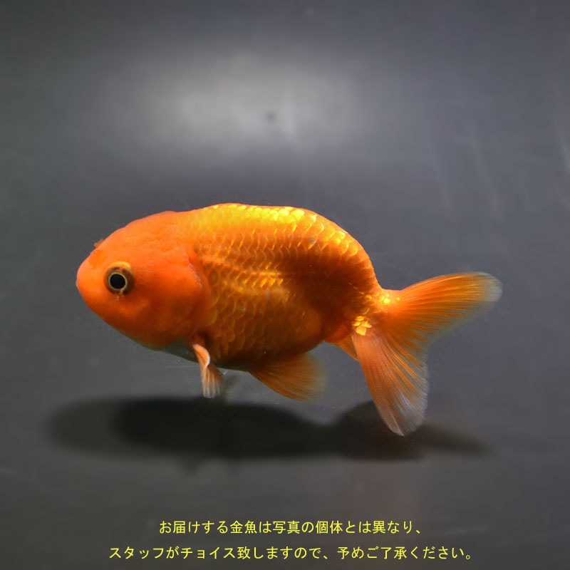 ランチュウ３０前後から40匹ぐらい蘭鋳　金魚 ランチュウ30前後から40匹ぐらい蘭鋳 金魚 水族館魚図鑑-ランチュウ