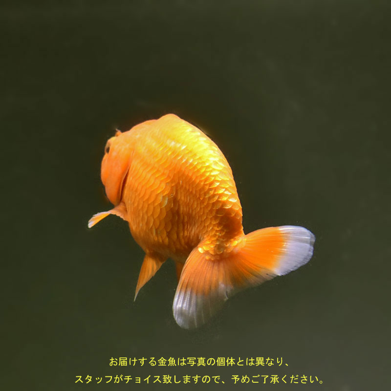 金魚王子】らんちゅう 9±1cm前後 (種別番号：ram001) | 金魚