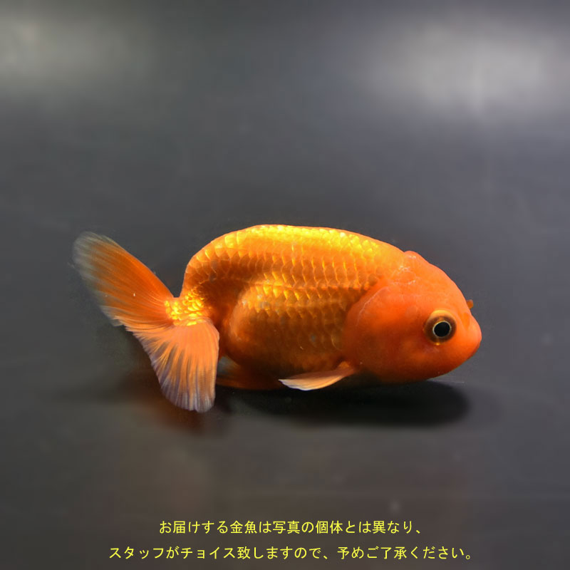 金魚王子】らんちゅう 9±1cm前後 (種別番号：ram001) | 金魚