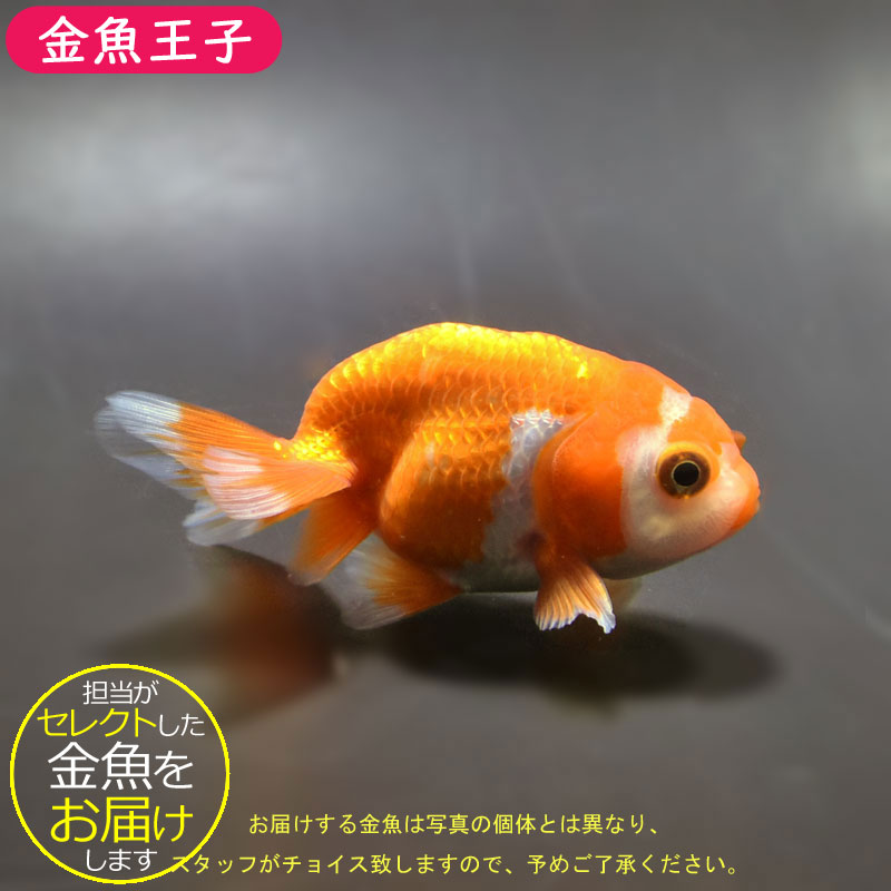 金魚王子】らんちゅう 9±1cm前後 (種別番号：ram001) | 金魚