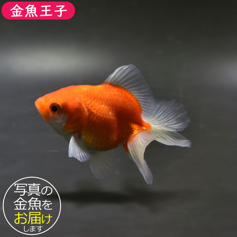 金魚 金魚王子】土佐金(土佐錦魚) 7±1cm前後 (個体番号：cde337) 金魚