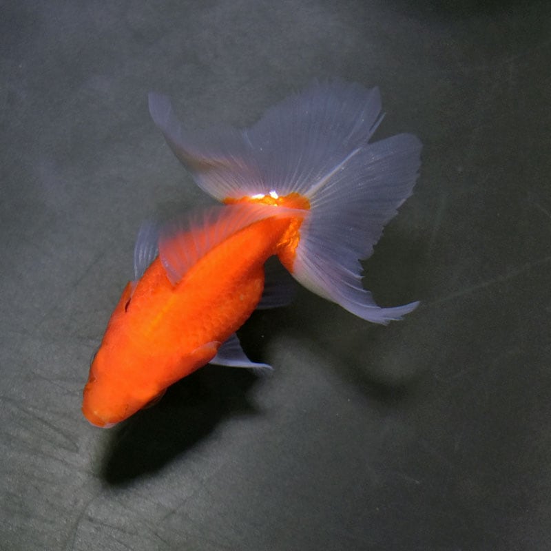 金魚王子】土佐金(土佐錦魚) 7±1cm前後 (個体番号：cde337) 金魚