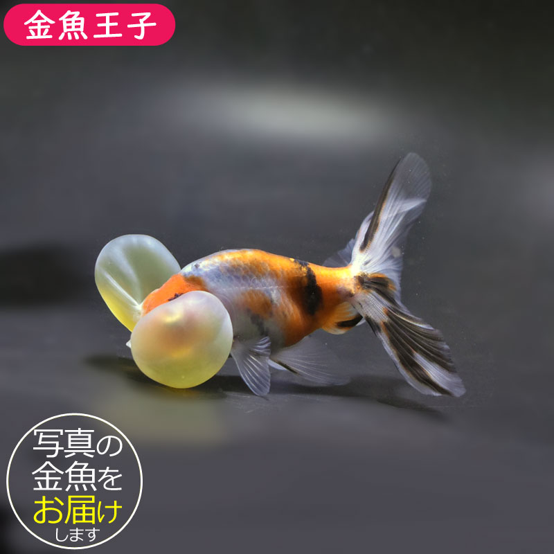 海洋金魚 東錦 ベールテール 13cm | 金魚・熱帯魚専門店 AquaPro.H