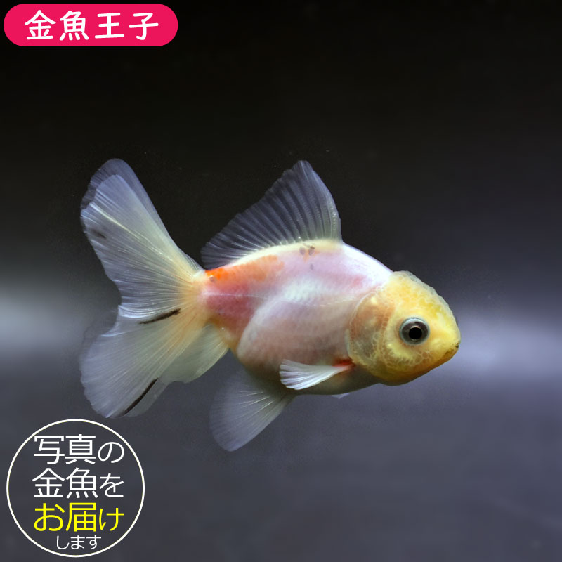 金魚王子】変わり柄ハーフムーンオランダ 7.5±1cm前後 (個体番号