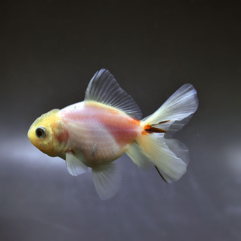 金魚王子】変わり柄ハーフムーンオランダ 7.5±1cm前後 (個体番号 