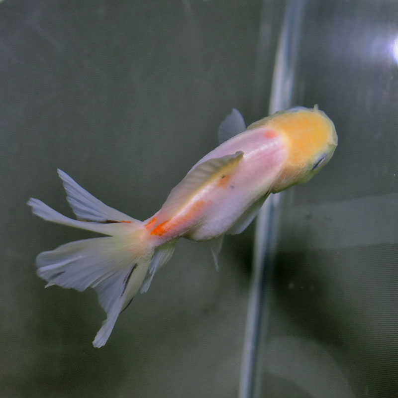 金魚王子】変わり柄ハーフムーンオランダ 7.5±1cm前後 (個体番号