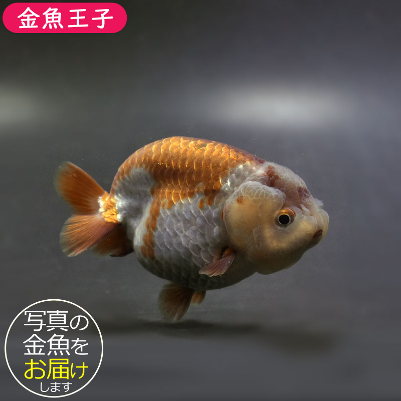 金魚王子】メノウらんちゅう 8.5cm前後 (個体番号：cde995) 金魚
