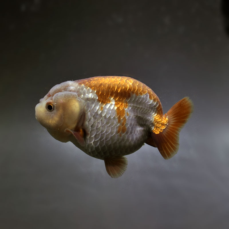 金魚王子】メノウらんちゅう 8.5cm前後 (個体番号：cde995) 金魚