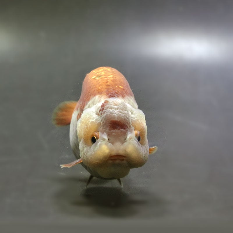 金魚王子】メノウらんちゅう 8.5cm前後 (個体番号：cde995) 金魚