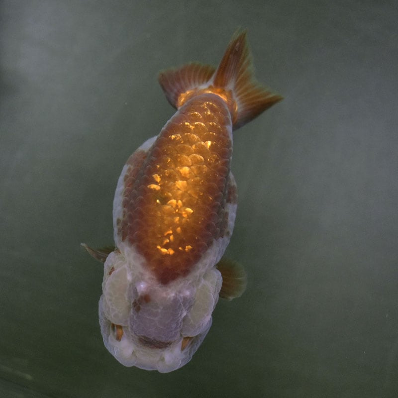 金魚王子】メノウらんちゅう 8.5cm前後 (個体番号：cde995) 金魚