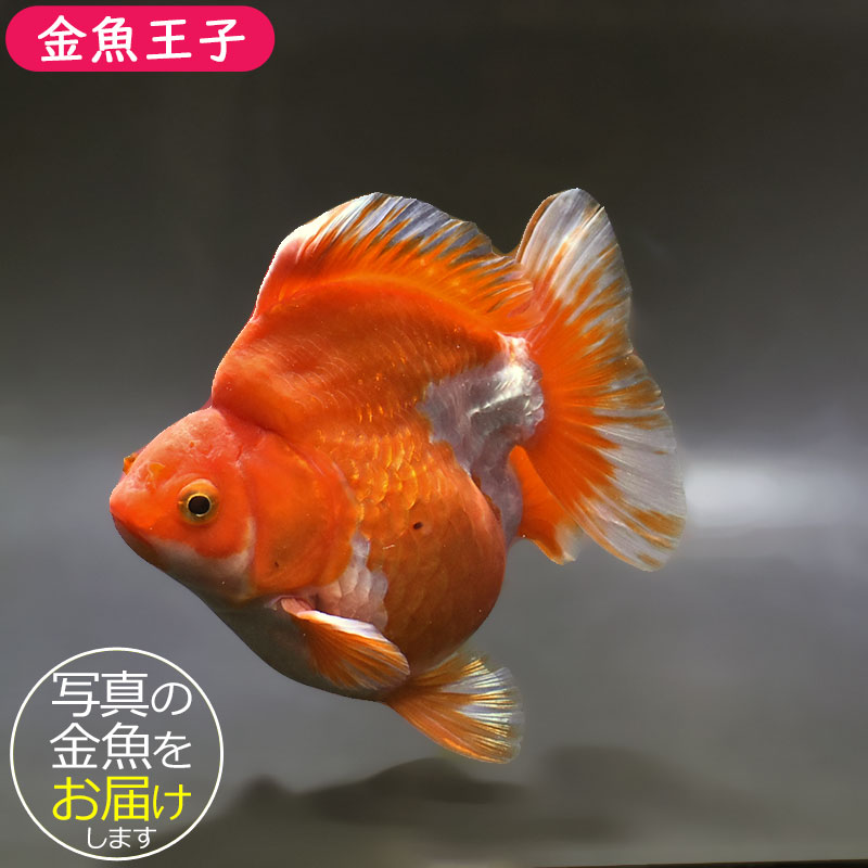 金魚王子】更紗ショートテール琉金 13.5cm前後 (個体番号：xsw433