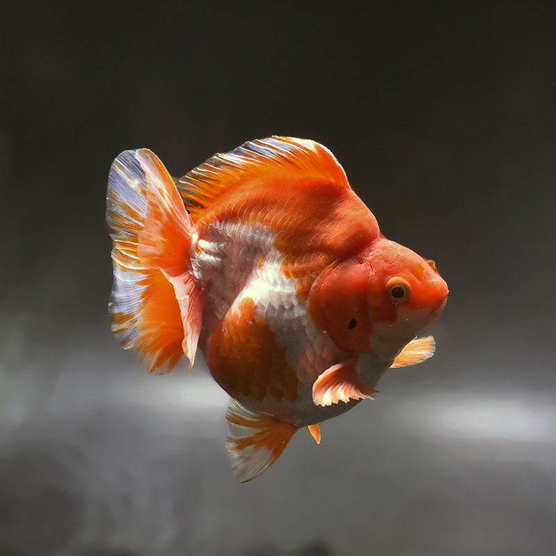 金魚王子】更紗ショートテール琉金 13.5cm前後 (個体番号：xsw433