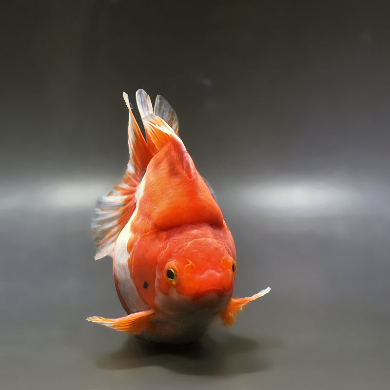 金魚王子】更紗ショートテール琉金 13.5cm前後 (個体番号：xsw433