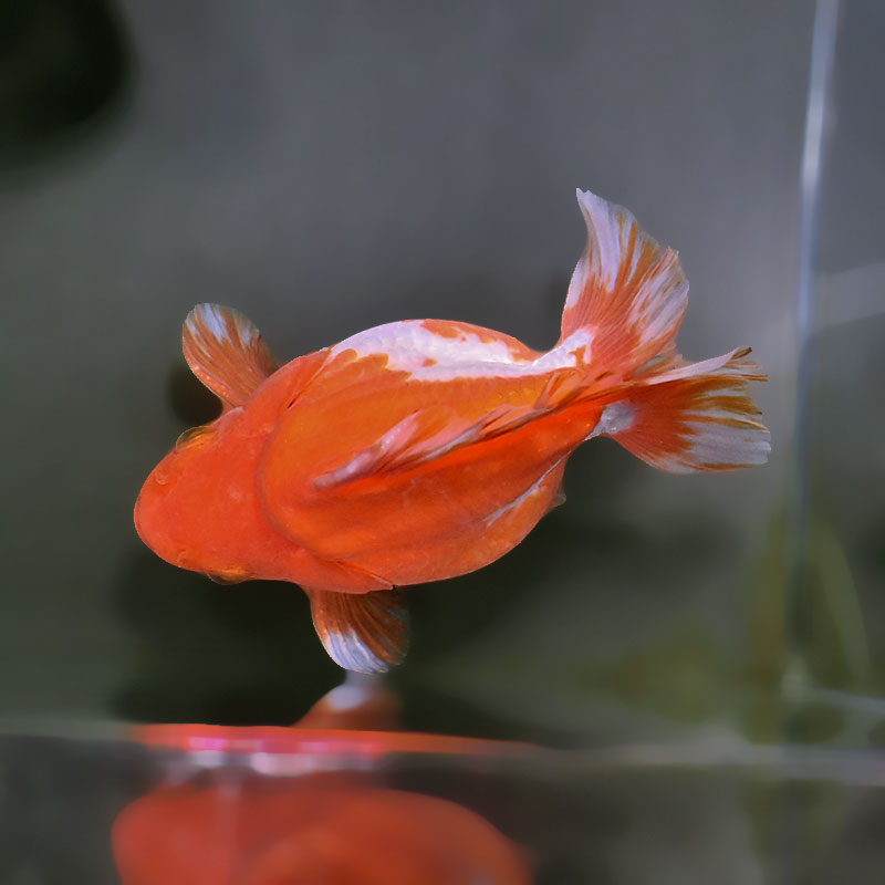 只今年末セール中 金魚色々2000円～50000円 見ているだけで涼しい… 「踊る金魚展」を東京・名古屋で開催！ 写真や