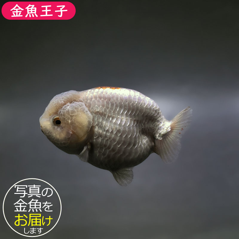 金魚王子】メノウらんちゅう 8±1cm前後 (個体番号：xsw603) 金魚