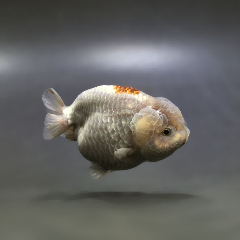 金魚王子】メノウらんちゅう 8±1cm前後 (個体番号：xsw603) 金魚