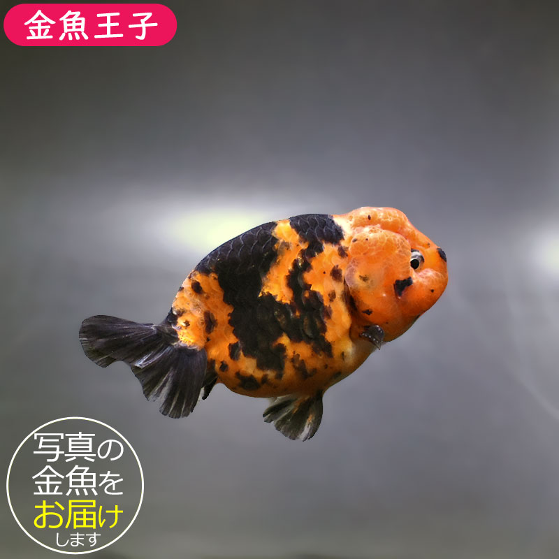 金魚王子】江戸錦 9～9.5cm前後 (個体番号：xsw773) 金魚 きんぎょ