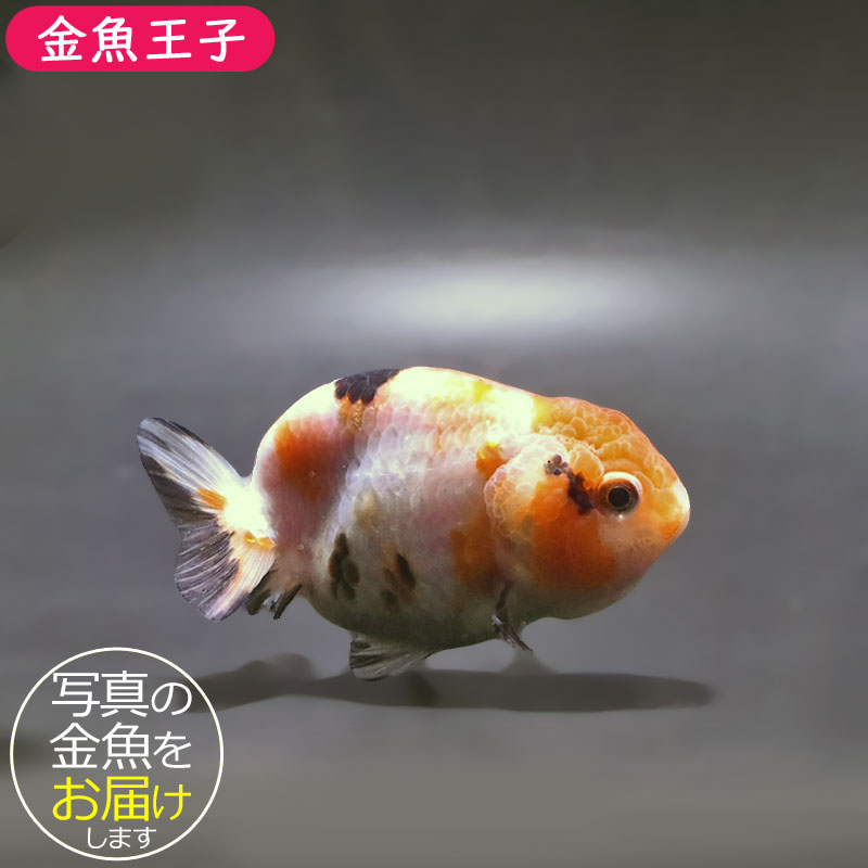 金魚王子】江戸錦 9±1cm前後 (個体番号：xsw937) 金魚 きんぎょ 生体