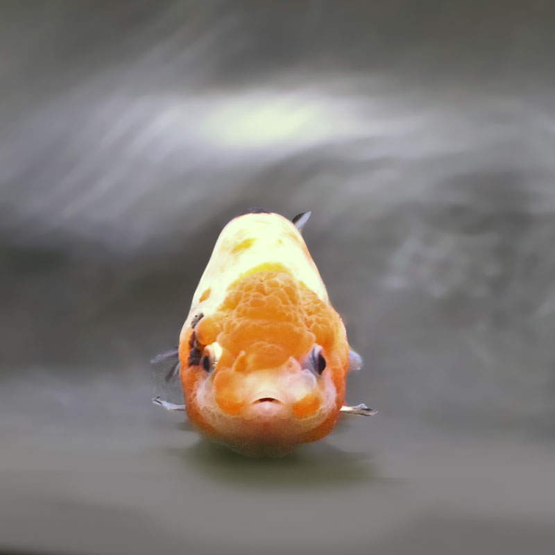 金魚王子】江戸錦 9±1cm前後 (個体番号：xsw937) 金魚 きんぎょ 生体