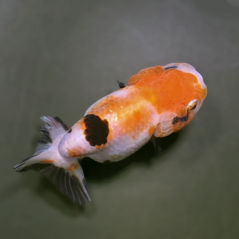 金魚王子】江戸錦 9±1cm前後 (個体番号：xsw937) 金魚 きんぎょ 生体