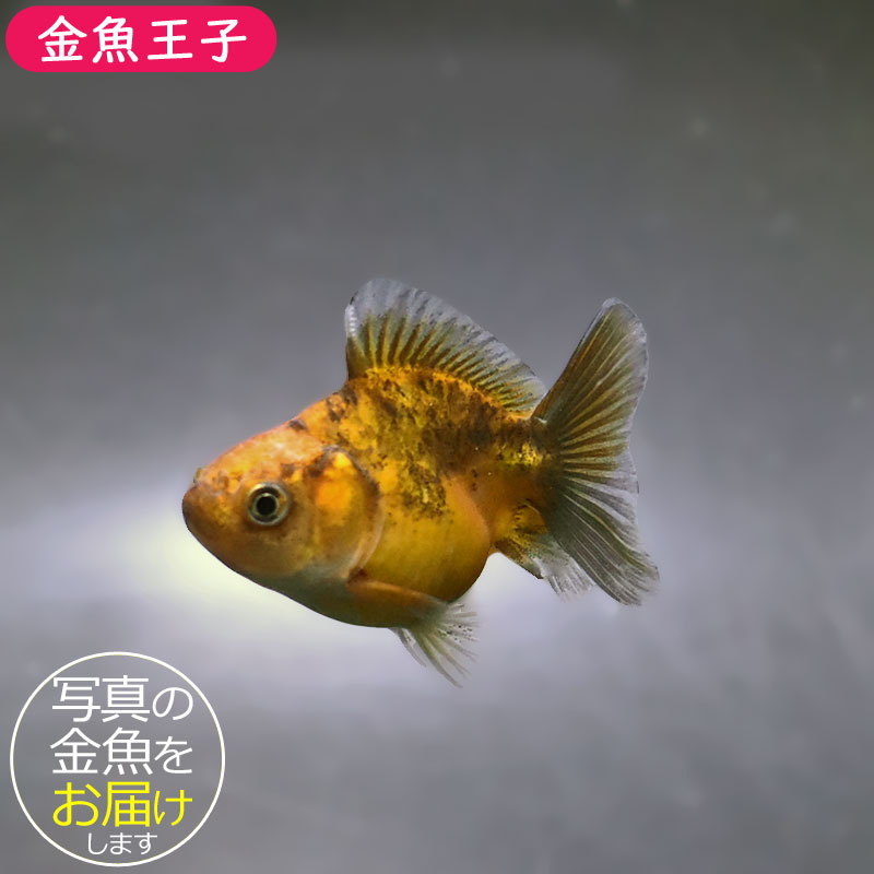 金魚一位　 金魚王子】バルーンオランダ 6.5±1cm前後 (個体番号：zaq214) 金魚