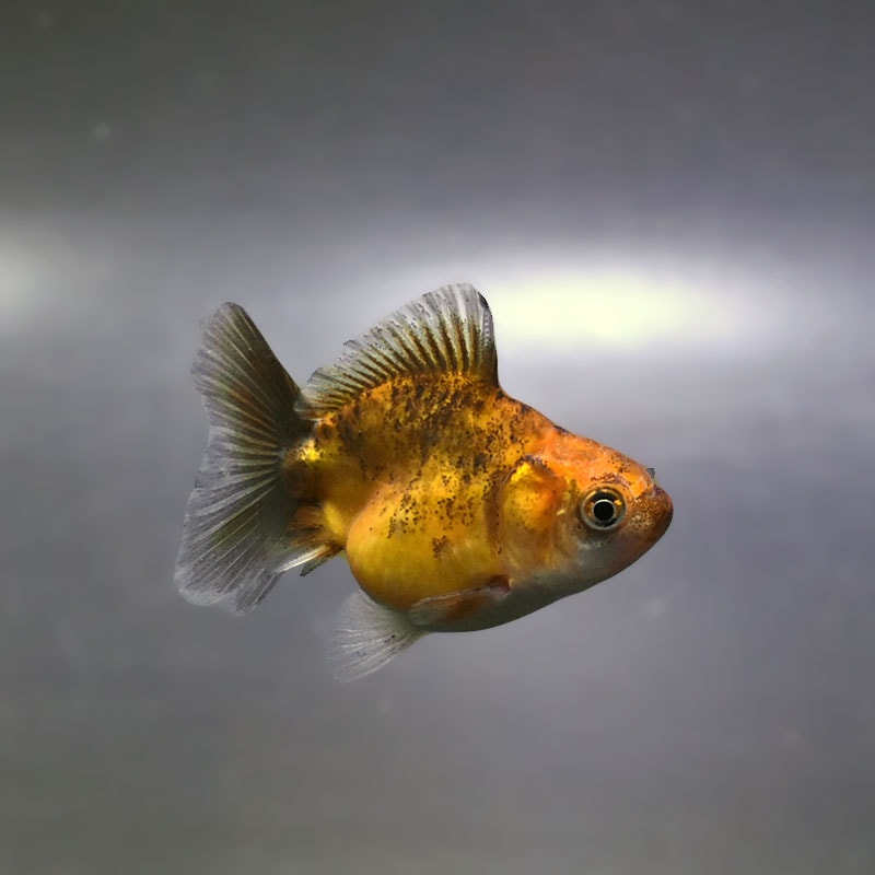 海洋金魚 金魚王子】バルーンオランダ 6.5±1cm前後 (個体番号：zaq214) 金魚