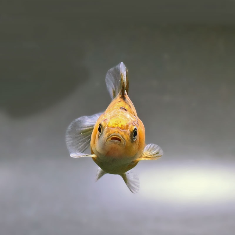 金魚王子】バルーンオランダ 6.5±1cm前後 (個体番号：zaq214) 金魚