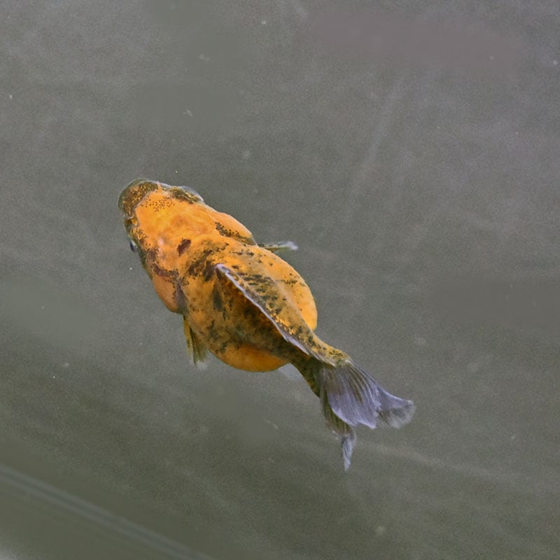 金魚王子】バルーンオランダ 6.5±1cm前後 (個体番号：zaq214) 金魚