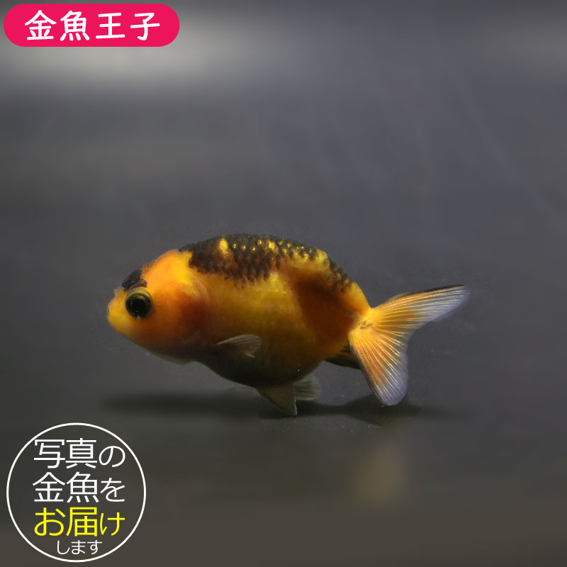 なや子宝・借金・金運 GS-1004 純金製 開運小判 : 三宝堂Yahoo!店 - 通販 - Yahoo