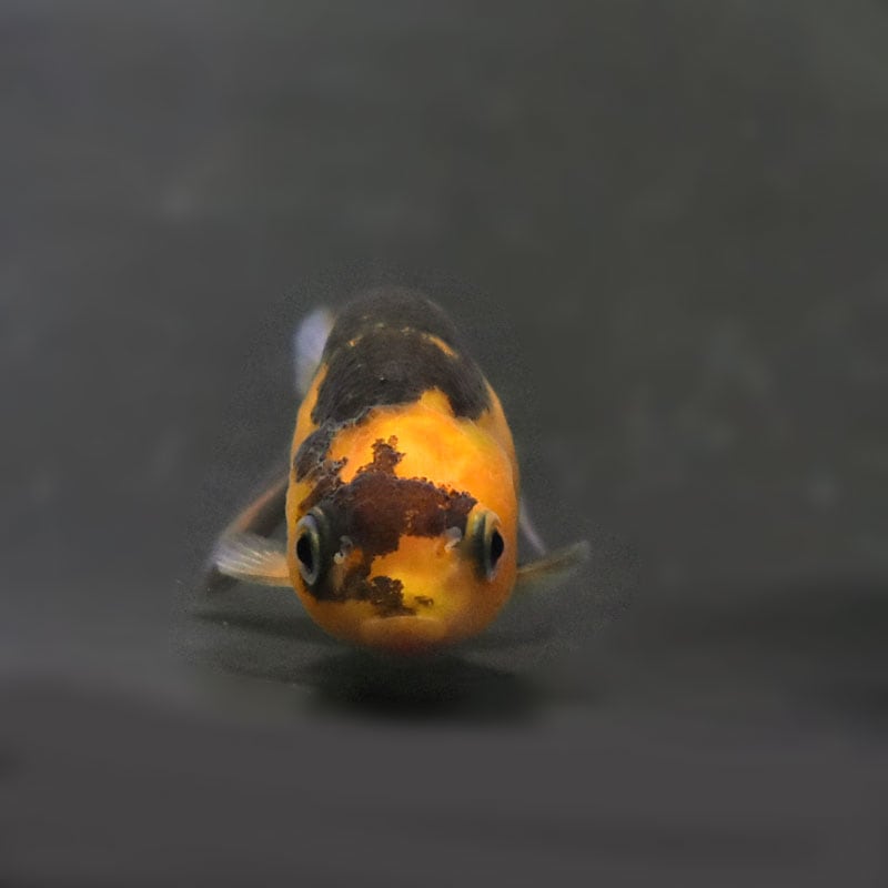 テコチチ【願いが叶う】【金運 財運 繁栄 招福】金魚 きんぎょ らんちゅう テコチチ様専用【願いが叶う】【金運 財運 繁栄 招福】金魚