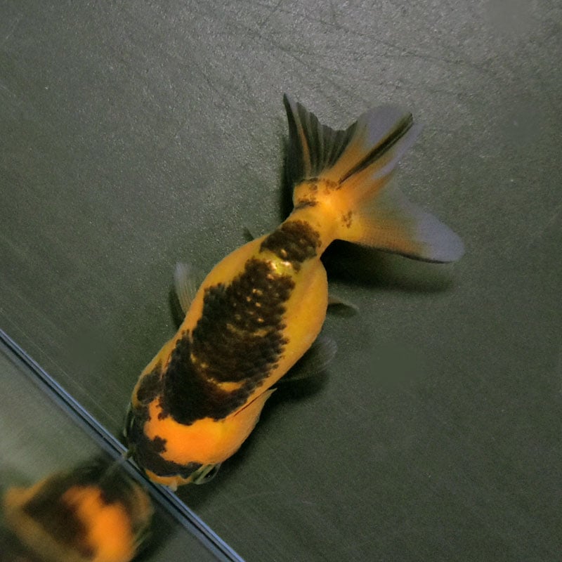 らんちゅう他 金魚王子】変わり柄らんちゅう 6±1cm前後 (個体番号：cde519