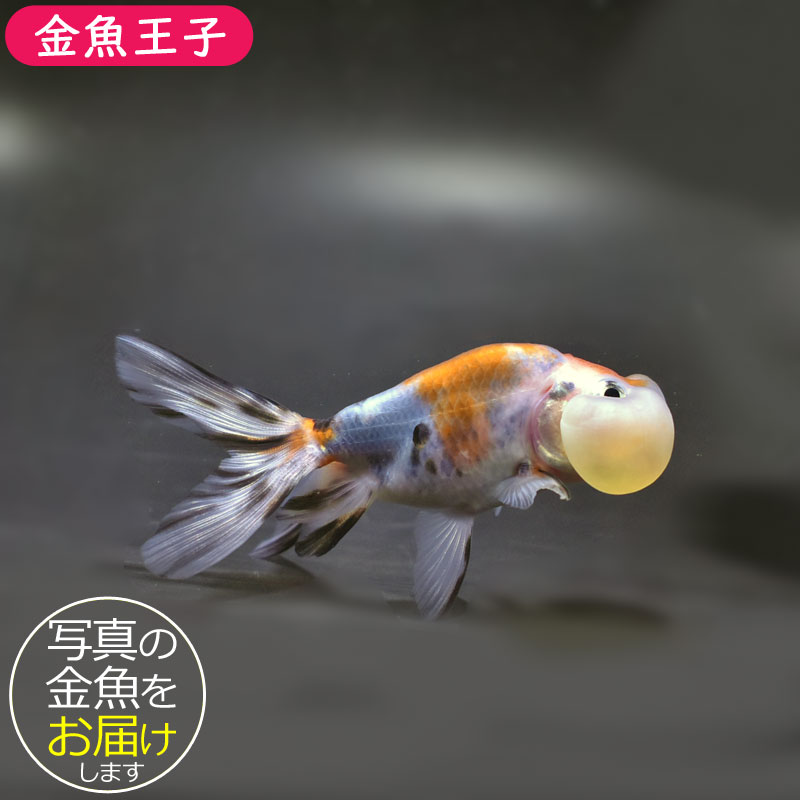 金魚王子】キャリコ水泡眼 9.5±1cm前後 (個体番号：cde679) 金魚