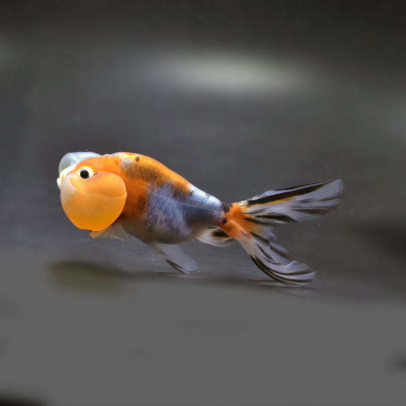 金魚王子】キャリコ水泡眼 9.5±1cm前後 (個体番号：cde679) 金魚