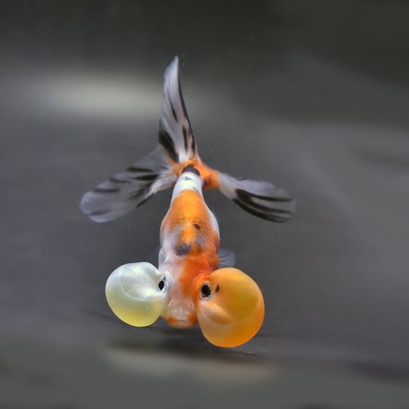 金魚王子】キャリコ水泡眼 9.5±1cm前後 (個体番号：cde679) 金魚